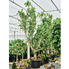 Ficus benghalensis, boom voor kantoor met veel licht