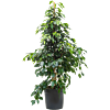 Ficus benjamina 'Danielle'
