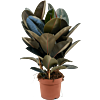 Ficus elastica 'Abidjan'