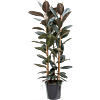 Ficus elastica 'Abidjan'