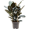 Ficus elastica 'Abidjan'