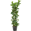 Ficus lyrata 'Bambino'