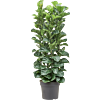 Ficus lyrata 'Bambino'