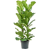 Ficus lyrata