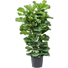 Ficus lyrata