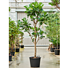 Ficus lyrata