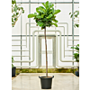 Ficus lyrata