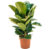 Ficus elastica robusta rubberplant voor kantoor