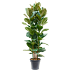 Ficus elastica 'Robusta'