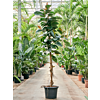 Ficus elastica 'Robusta'