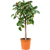 Ficus elastica 'Robusta'