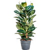 Ficus elastica robusta rubberplant voor kantoor
