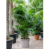 Kentia (Howea) forsteriana