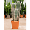Pachycereus pringlei