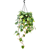 Philodendron scandens 'Brasil'