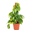 Philodendron scandens 'Brasil'