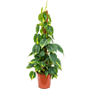 Philodendron scandens 'Brasil'