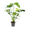 Philodendron 'Green Wonder'