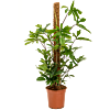 Philodendron pedatum