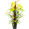 Philodendron 'Painted Lady'