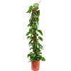 Philodendron scandens