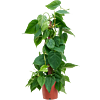 Philodendron scandens