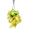 Philodendron scandens 'Lemon Lime'