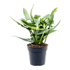 Philodendron 'Silver Queen'