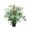 Philodendron squamiferum