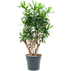 Dracaena reflexa