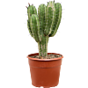 Polaskia chichipe