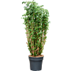 Aralia (Polyscias) 'Roble'