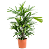Rhapis excelsa, kantoorplanten top 10