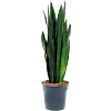 Sansevieria trifasciata 'Black Tiger'