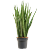 Sansevieria kirkii