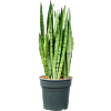 Sansevieria trifasciata 'Silver Mist'
