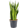 Sansevieria zeylanica