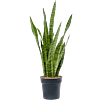 Sansevieria zeylanica