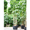 Schefflera Amate