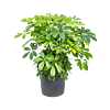 Schefflera arboricola 'Compacta'