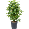 Schefflera arboricola 'Compacta'