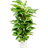 Scindapsus (Epipremnum) 'Aureum'