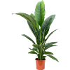 Spathiphyllum sensation. Mooie plant voor kantoor