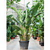 Strelitzia Nicolai