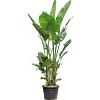 Strelitzia nicolai