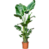 Strelitzia nicolai