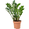 grote zamioculcas