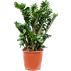 Zamioculcas zamiifolia 'Zenzi'