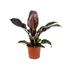 Philodendron Imperial Red mooie plant