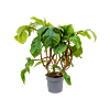 philodendron op rek